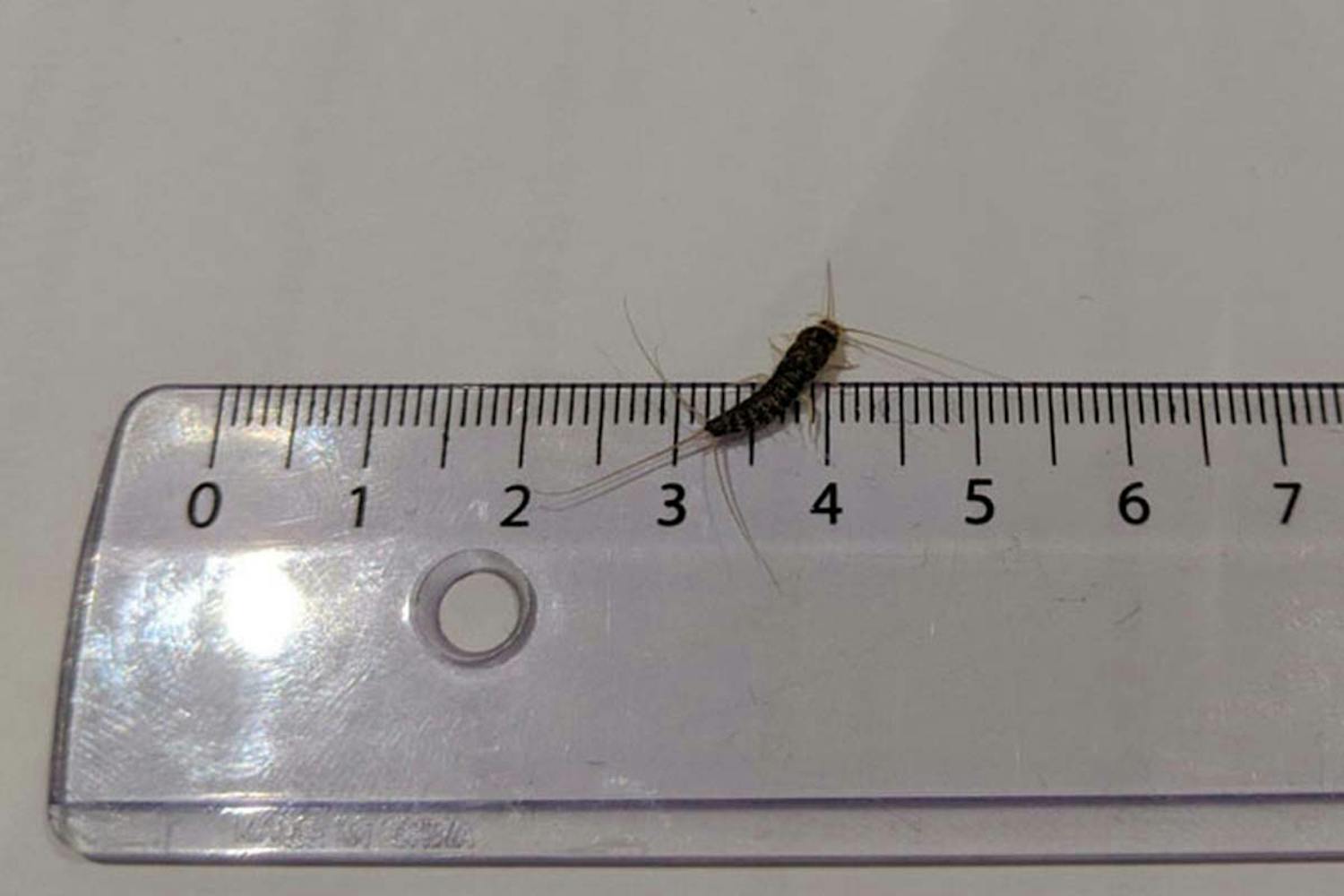 Skægkræ eller sølvfisk Hvordan ser skægkræ ud?